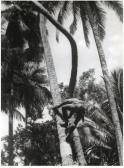 A. MARTIN ET STUDIO TRONCHET Cocotiers A. MARTIN ET STUDIO TRONCHET Cocotiers