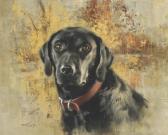ABBETT Robert Kennedy Labrador Retriever - Bo ABBETT Robert Kennedy Labrador Retriever - Bo