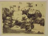 ABBOT M.D. Yaks Resting Ladkah ABBOT M.D. Yaks Resting Ladkah