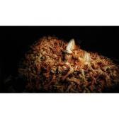 ABRAMOVIC Marina Balkan Baroque ABRAMOVIC Marina Balkan Baroque