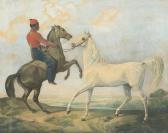 ADAM Albrecht Bairaktar, Etalon Arabe De La Race Saklavy Djedran, Gris Argenté ADAM Albrecht Bairaktar, Etalon Arabe De La Race Saklavy Djedran, Gris Argenté