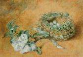 ADAMS Still Life - A Nest Of Birds Eggs With Apple Blossom ADAMS Still Life - A Nest Of Birds Eggs With Apple Blossom