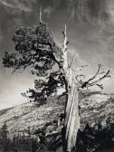 ADAMS Ansel Easton Ohne Titel -baumstudie ADAMS Ansel Easton Ohne Titel -baumstudie