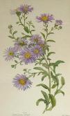ADAMS Joy Botanical Study ADAMS Joy Botanical Study