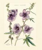 ADAMSON John Hibiscus ADAMSON John Hibiscus