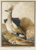 ADANSON Jean-Baptiste A Houbara Bustard Standing In A Landscape ADANSON Jean-Baptiste A Houbara Bustard Standing In A Landscape