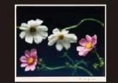 AKIYAMA Syotaro Flowers AKIYAMA Syotaro Flowers