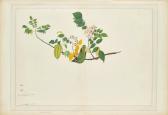AL-DIN SHEIK ZAYN A Coppersmith Barbet (megalaima Haemacephala) AL-DIN SHEIK ZAYN A Coppersmith Barbet (megalaima Haemacephala)