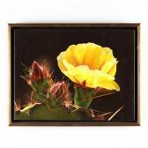 Alban Lee Arizona Spring Alban Lee Arizona Spring