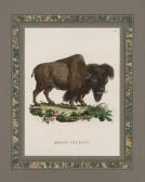 ALESSANDRI Innocente Bison And Buffalo ALESSANDRI Innocente Bison And Buffalo