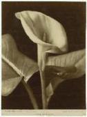 ALINARI Fratelli Calla Aethiopica Florence ALINARI Fratelli Calla Aethiopica Florence
