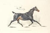 ALKEN Henry Thomas I The Beauties & Defects In The Figure Of The Horse ALKEN Henry Thomas I The Beauties & Defects In The Figure Of The Horse