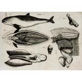 ALLAN Edward The Library Of The Earl Of Macclesfield Removed From Shirburn Castle: Part 1 Natural History ALLAN Edward The Library Of The Earl Of Macclesfield Removed From Shirburn Castle: Part 1 Natural History