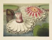 ALLEN John Fisk Victoria Regia ALLEN John Fisk Victoria Regia