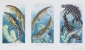 ALLEN Richard Smooth, Palmate And Great Crested Newts ALLEN Richard Smooth, Palmate And Great Crested Newts