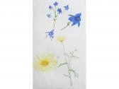 ALLINGHAM Helen Botanical Studies ALLINGHAM Helen Botanical Studies