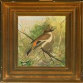 AMON Carl Flycatcher AMON Carl Flycatcher
