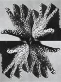 ANITA DUBE Sea Creature ANITA DUBE Sea Creature