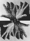 ANITA DUBE Sea Creature ANITA DUBE Sea Creature