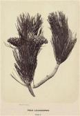 ANTOINE Franz Pinus Leucodermis ANTOINE Franz Pinus Leucodermis