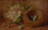 ARCHER Charles Still Life, Blossom, Nest And Eggs ARCHER Charles Still Life, Blossom, Nest And Eggs