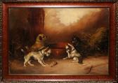 armfield george Puppies armfield george Puppies