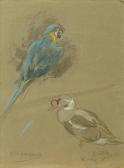 ARMOUR George Denholm Eider Kingduck ARMOUR George Denholm Eider Kingduck