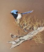 ARNOLD Malcolm Blue Wren - Amongst The Spinifex ARNOLD Malcolm Blue Wren - Amongst The Spinifex