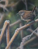 ARTINGSTALL Nigel A Wren In A Wintery Landscape ARTINGSTALL Nigel A Wren In A Wintery Landscape
