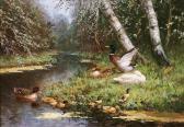 ARTZ Constant David L. Enten Am Wasser Vor Waldhintergrund ARTZ Constant David L. Enten Am Wasser Vor Waldhintergrund