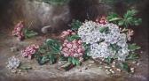 ashley e. Still Lifes Of Flowers In A Naturalistic Setting ashley e. Still Lifes Of Flowers In A Naturalistic Setting