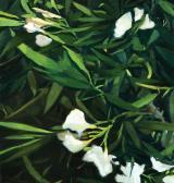 ASSAU Ariel Oleander 1 ASSAU Ariel Oleander 1