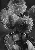 ASZMANN Ferenc Chrysanthemum ASZMANN Ferenc Chrysanthemum