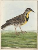 ATKINSON Thomas Lewis Eastern Meadowlark 'sturnella Magna' (north American) ATKINSON Thomas Lewis Eastern Meadowlark 'sturnella Magna' (north American)