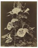 AUBRY Charles Hippolyte Etudes De Fleur AUBRY Charles Hippolyte Etudes De Fleur