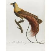 AUDEBERT Jean-Baptiste Oiseaux Dorés Ou A Reflets Métalliques AUDEBERT Jean-Baptiste Oiseaux Dorés Ou A Reflets Métalliques