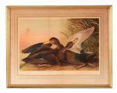Audubon J.J. Dusky Duck Audubon J.J. Dusky Duck