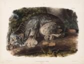 audubon john james Bowen Edition Of Viviparous Quadrupeds Of North America audubon john james Bowen Edition Of Viviparous Quadrupeds Of North America