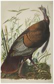 audubon john james The Birds Of America. New York & Amsterdam: Johnson Reprint Corporation & Theatrum Orbis Terrarum audubon john james The Birds Of America. New York & Amsterdam: Johnson Reprint Corporation & Theatrum Orbis Terrarum