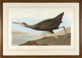 AUDUBON JOHN JOSEPH Scolopaccus Courlan AUDUBON JOHN JOSEPH Scolopaccus Courlan