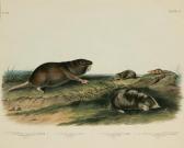 AUDUBON John Woodhouse Southern Pouched Rat, Dekay's Shrew, Long-nosed Shrew Andsilvery Shrew Mole AUDUBON John Woodhouse Southern Pouched Rat, Dekay's Shrew, Long-nosed Shrew Andsilvery Shrew Mole