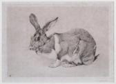 AUSTEN Winifred Marie L. Rabbit AUSTEN Winifred Marie L. Rabbit