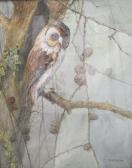 AUSTIN Reginald Harry The Owl AUSTIN Reginald Harry The Owl