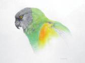 AVELING Martin Senegal Parrot AVELING Martin Senegal Parrot