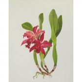 AVINOFF Andrey Orchid AVINOFF Andrey Orchid