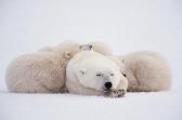 baccega eric Femelle Et Jeunes Ours Polaire (ursidae) Sommeillent Sur La Banquise Churchill baccega eric Femelle Et Jeunes Ours Polaire (ursidae) Sommeillent Sur La Banquise Churchill