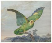 BACHELIER A Yellow-headed Amazon Parrot Perched On A Branch BACHELIER A Yellow-headed Amazon Parrot Perched On A Branch