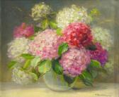 BAESEHLTM P Hortensias BAESEHLTM P Hortensias