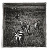 BAHEUX LAURENT Crossing The Plain (five Zebras From Behind) BAHEUX LAURENT Crossing The Plain (five Zebras From Behind)