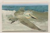 BAILEY Robert O. A Pelican In Flight BAILEY Robert O. A Pelican In Flight